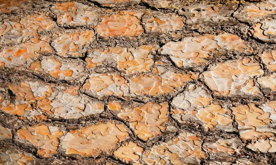 Strukturen auf Baumrinde