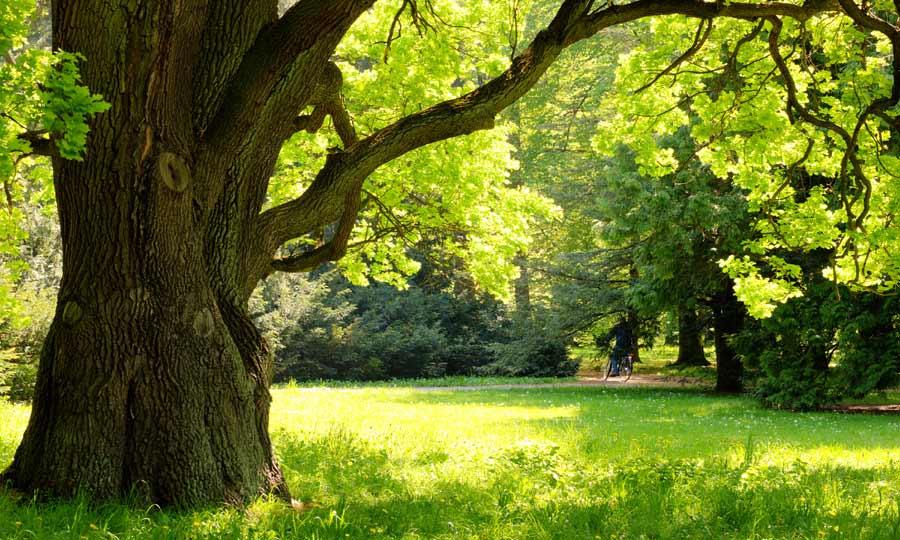 Baum auf einer Wiese