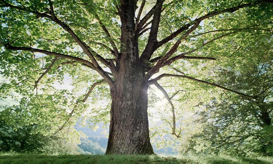 Wiese mit blühenden Kirschbäumen